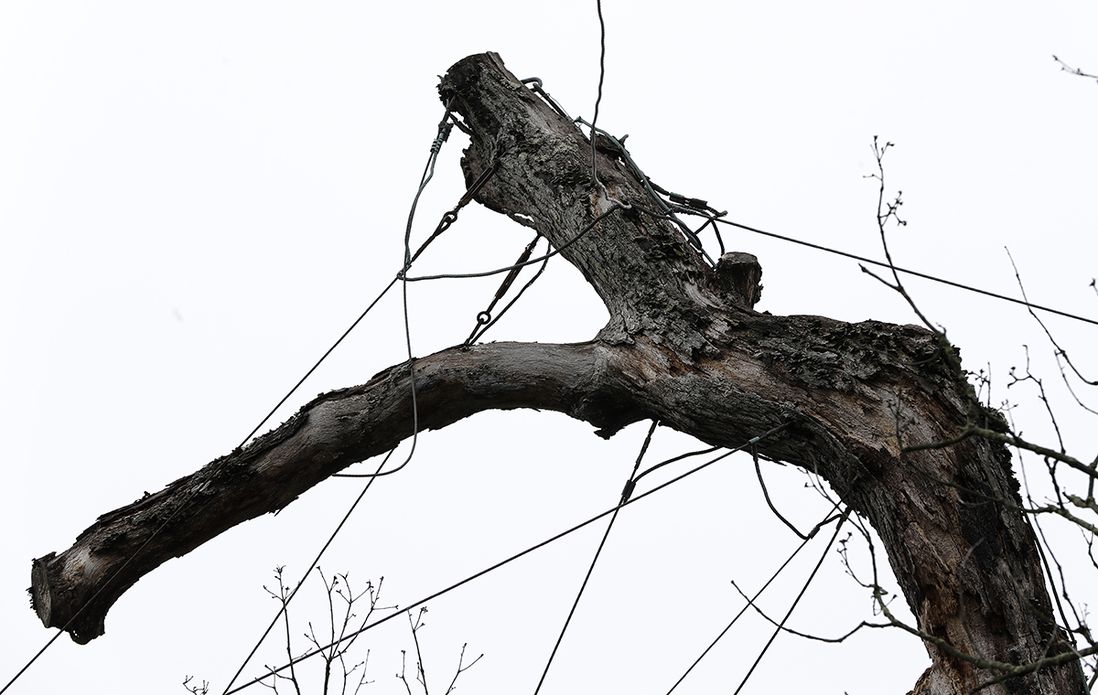 Cables support a limb of the 600-year-old white oak in Basking Ridge on Friday, April 21, 2017 (AP)